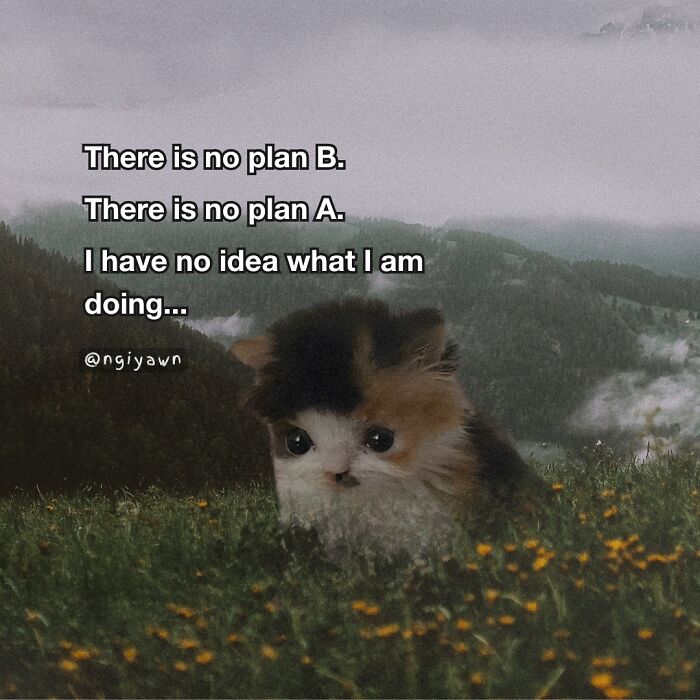 Small fluffy kitten in a field with a cloudy mountain background, relatable cat memes expressing confusion and no plan.