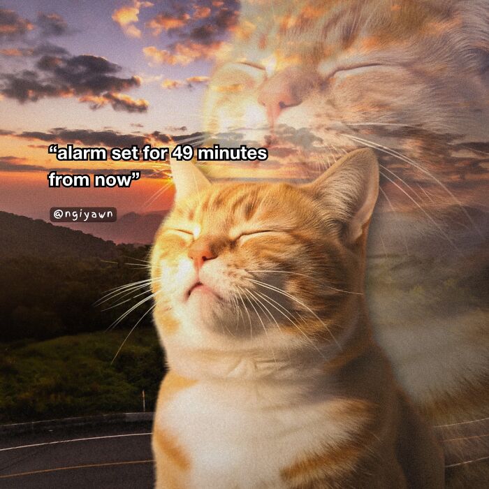 Orange tabby cat with eyes closed, superimposed with a dreamy background and text about setting an alarm meme.