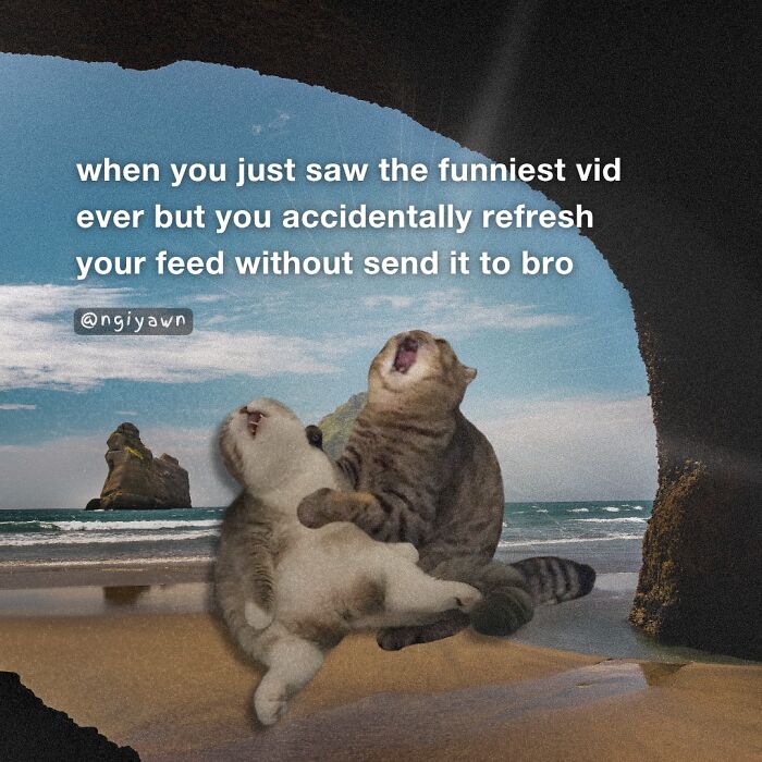 Two cats lying on a beach laughing with a funny relatable cat meme about refreshing a feed and losing a video.
