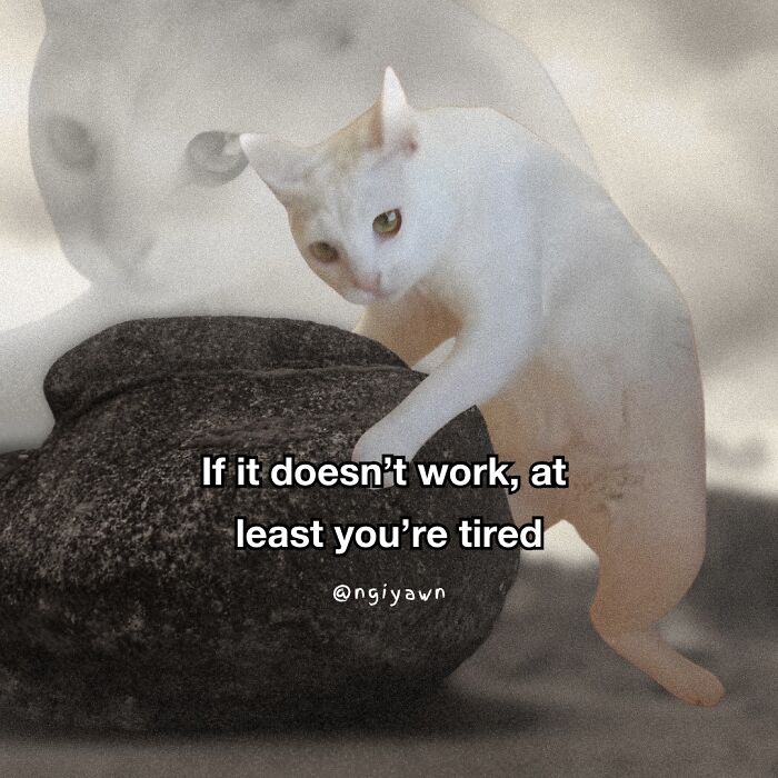 White cat leaning on a rock with a tired expression in a relatable cat memes image for stress relief.