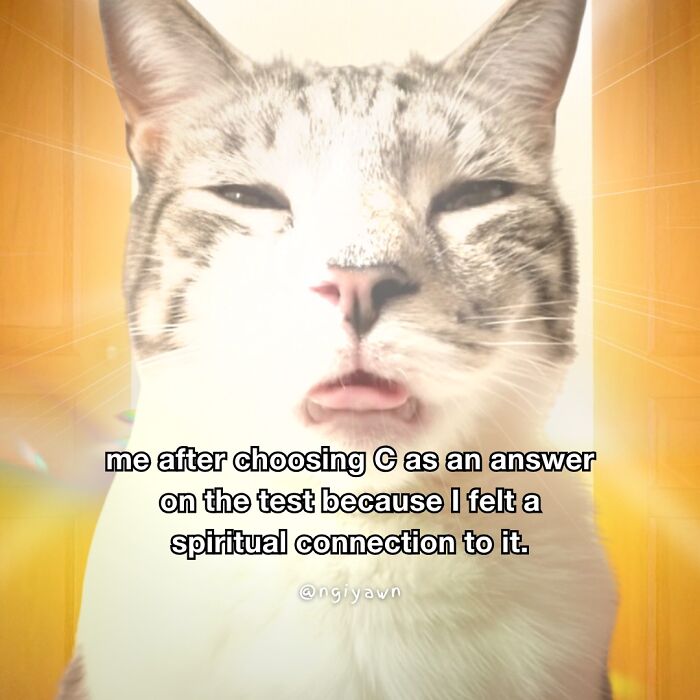 Close-up of a cat making a funny face in a relatable cat meme about choosing answers on a test, featuring popular cat meme humor.