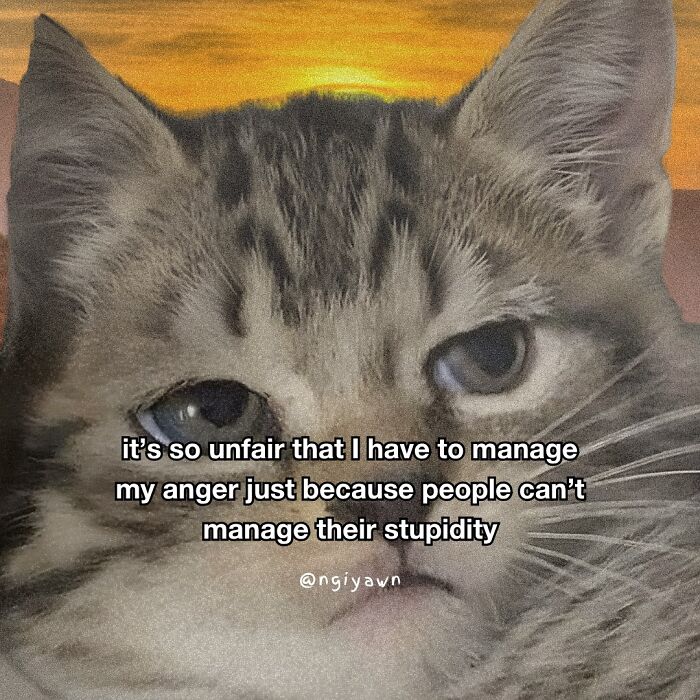 Close-up of a relatable cat meme showing a grumpy cat with text about managing anger and stupidity, perfect for cat memes.