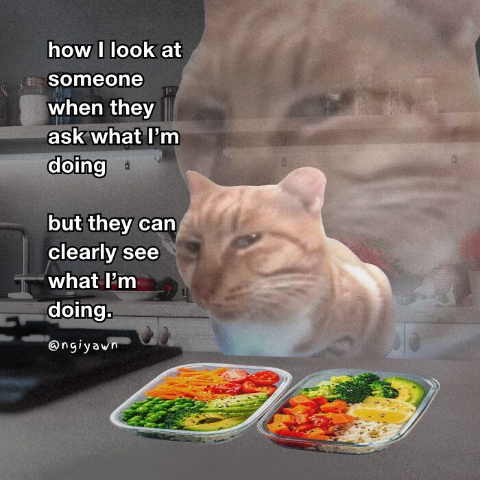A cat staring intensely at two meal prep containers with a humorous caption about being caught mid-action, featuring relatable cat memes.