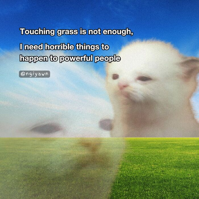 Sad white cat meme with a green grass field background, reflecting relatable cat memes humor and emotion.