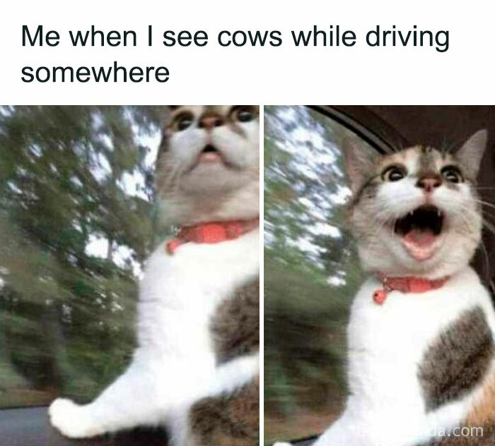 Excited cat with wide eyes by car window, capturing a daily serotonin boost from an unexpected joyful moment.