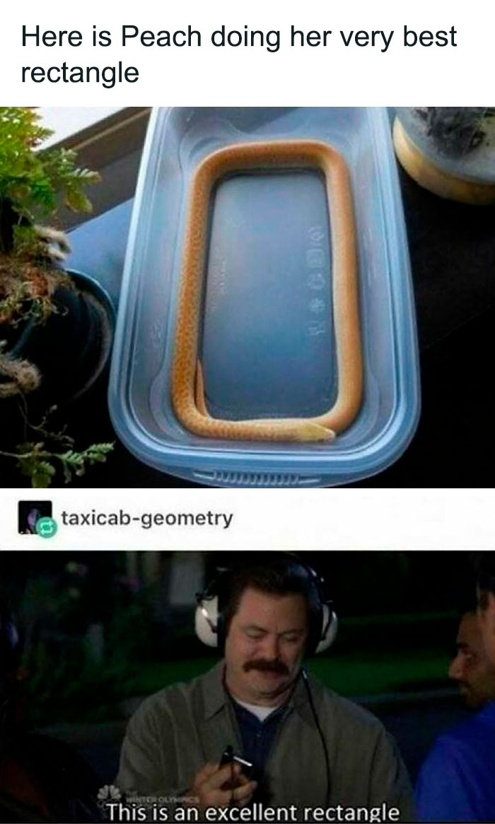 Snake curled into a near perfect rectangle inside a container, amusing geometry reference for daily serotonin boost.