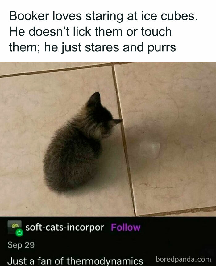 Kitten staring at an ice cube on the floor, creating a cute and calming serotonin boost moment.