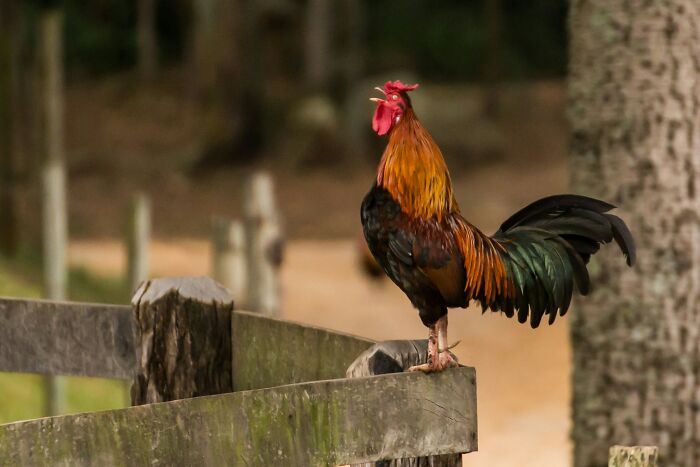 Rooster standing on a wooden fence, illustrating annoying neighbors in stories about living next to horrible people.
