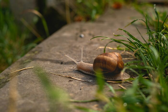 Snail crawling on stone path near grass, illustrating foods not popular in their country despite tourist assumptions.
