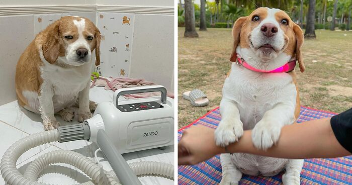 This Beagle Has Hilariously Human Expressions, And Here Are 50 Of The Best Ones