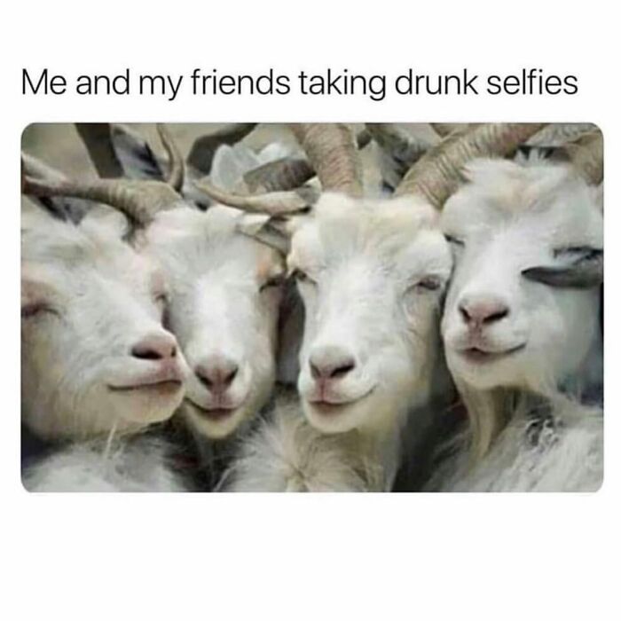 Four goats posing with funny expressions to illustrate girly memes about friendships and relatable moments.