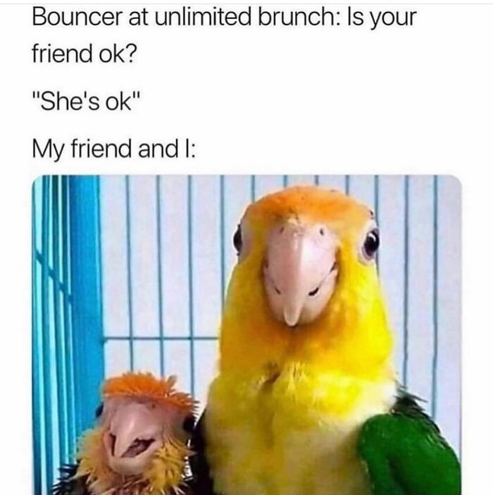 Two colorful birds in a cage with a funny caption about friendships, capturing relatable girly meme humor on work and social situations.