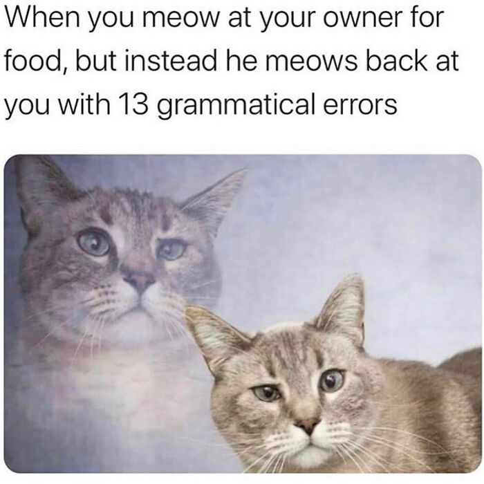 Cat meme showing a confused cat reflecting on grammatical errors, a relatable girly meme about friendships and work.