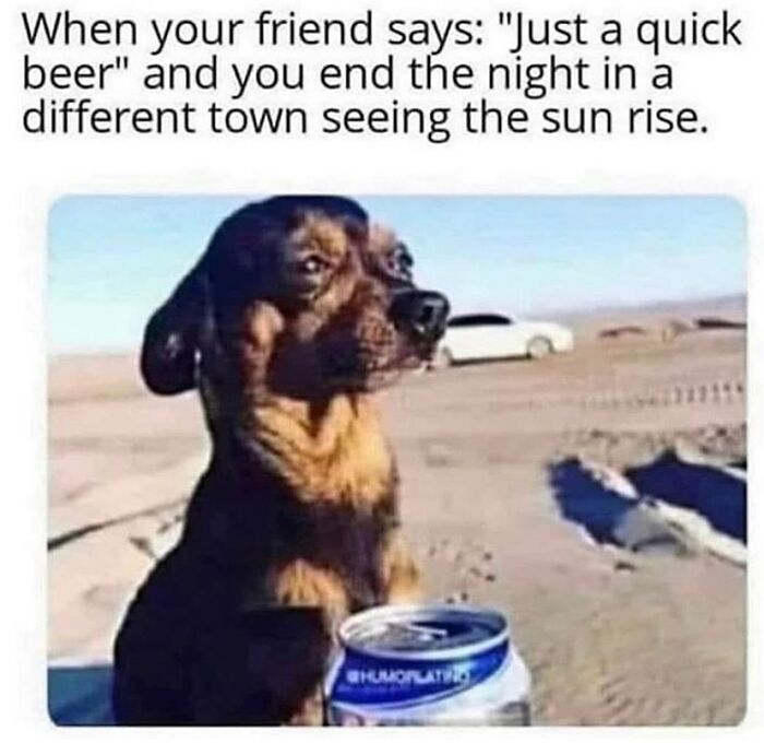 Dog looking tired and confused after a night out with friends in a relatable girly friendship meme about work and life.