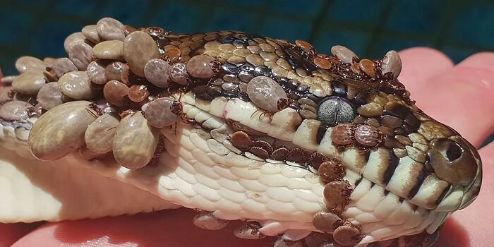 Close-up of a python covered in numerous ticks, a harmless-looking image that triggers trypophobia fears for some viewers.