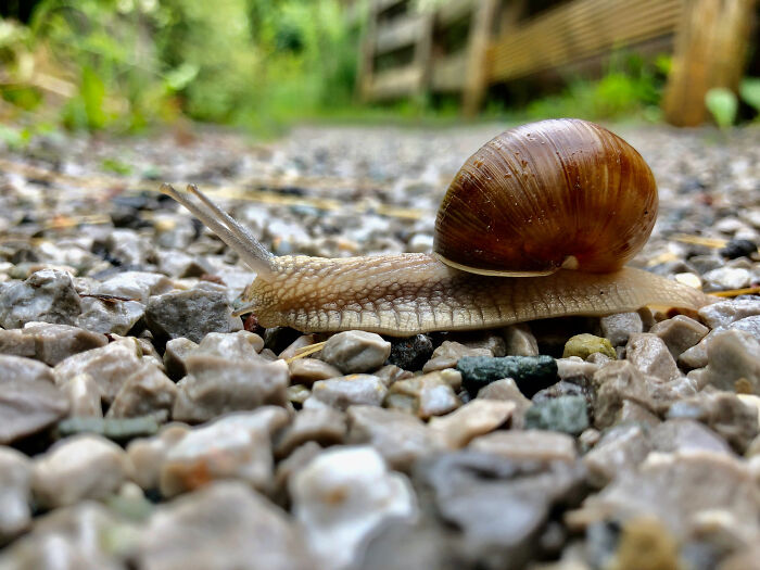 Close-up of a snail crawling on rocky ground, illustrating slow moments in funny events from history.