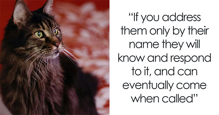 “Blow On Their Nose”: People Have Firsthand Experience That These 45 Cat Hacks Work