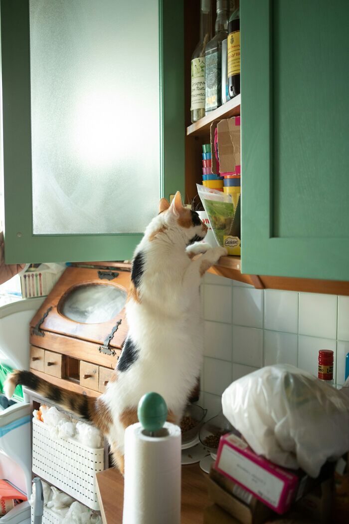 Cat standing on kitchen counter reaching inside a green cabinet, one of 73 bizarre things found inside strangers’ houses.