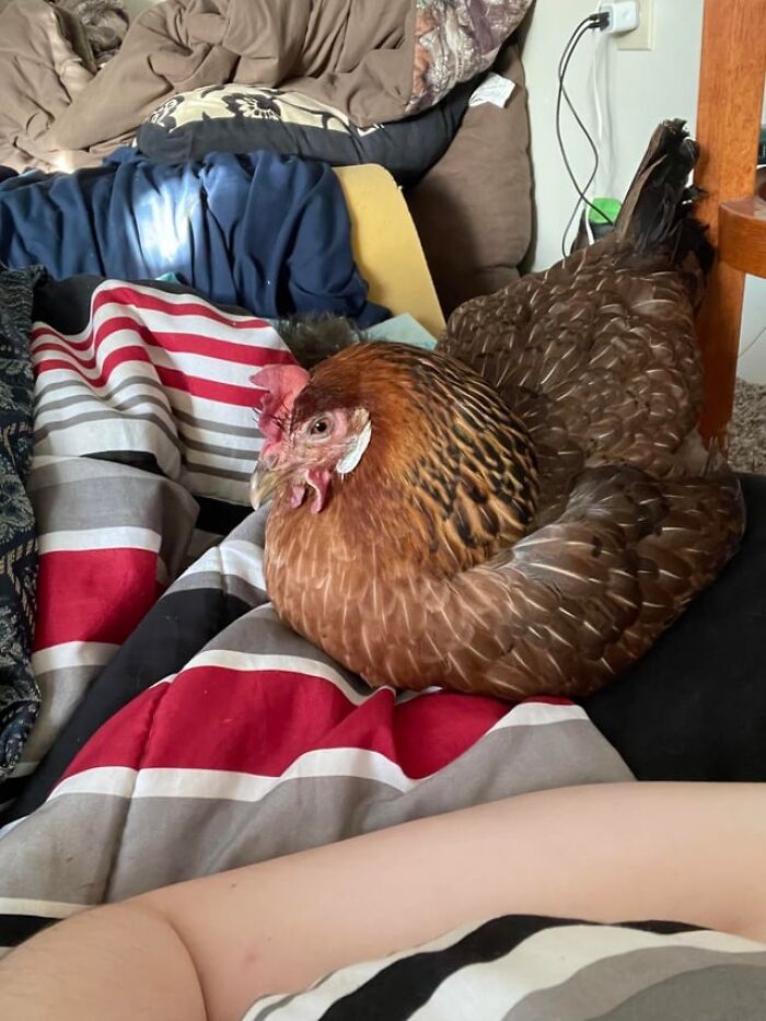 Brown chicken resting on striped bedcovers inside a cluttered room, illustrating bizarre things found inside strangers’ houses.