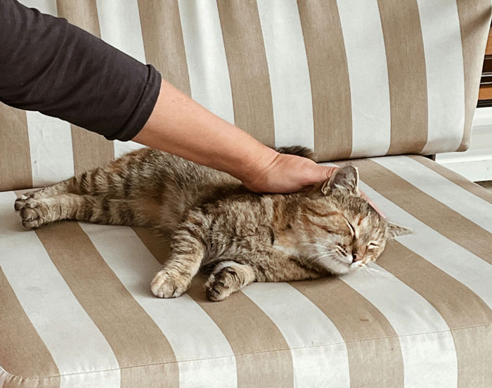 Person stroking cat on striped couch, showing a calm and relaxed moment during intimacy with the pet.
