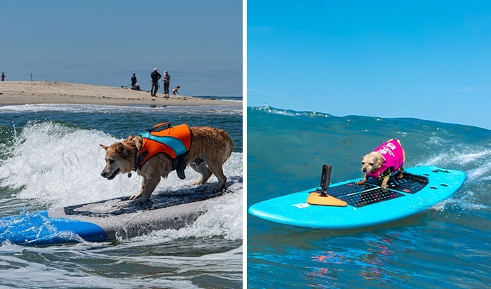 23 Surfing Dogs Riding Waves For Charity And Good Vibes