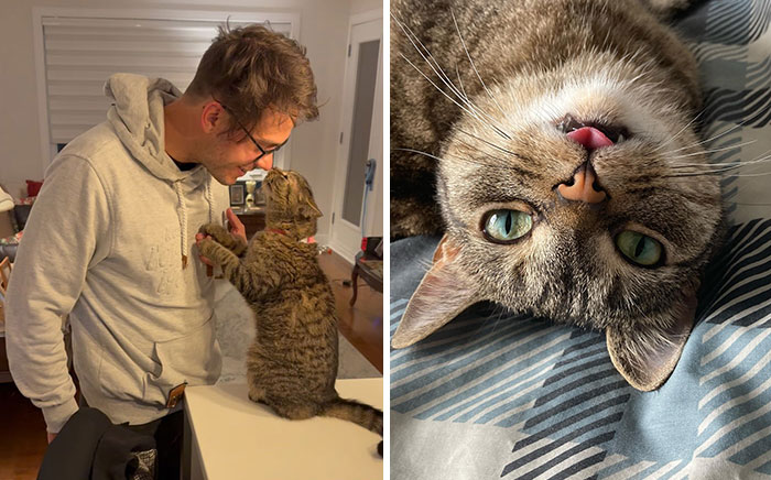 After Being Returned Twice, This Remarkable Cat Finally Found The Perfect Family