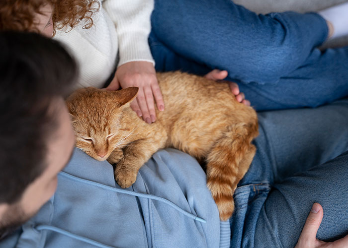 Couple sitting closely with a cat on lap, depicting a quiet moment amid Thanksgiving family tension and divorce issues.
