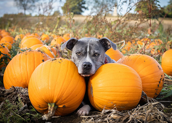 Dog resting its head on bright orange pumpkins in a field, capturing a Thanksgiving scene with a touch of holiday misery.