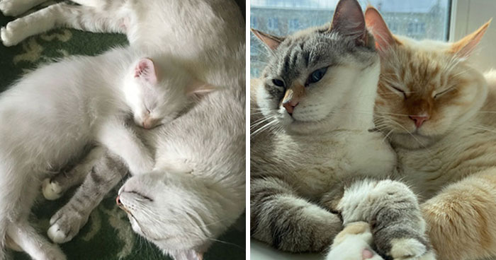 The Best Of ‘Cat Grows’: 50 Heartwarming Transformations From The Community