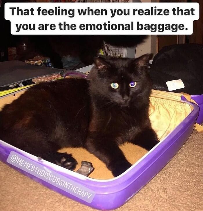 Black cat lying in a small box with text about feeling like emotional baggage, a relatable therapy meme.