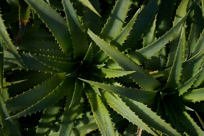 Close-up of spiky aloe plants symbolizing prickly moments during disastrous playdates parents wish to forget.