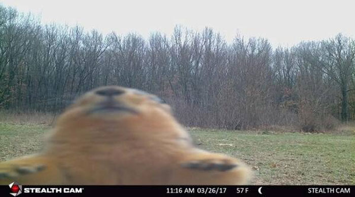 Close-up of a wild animal captured being funny outdoors by a trail camera in a forest setting.
