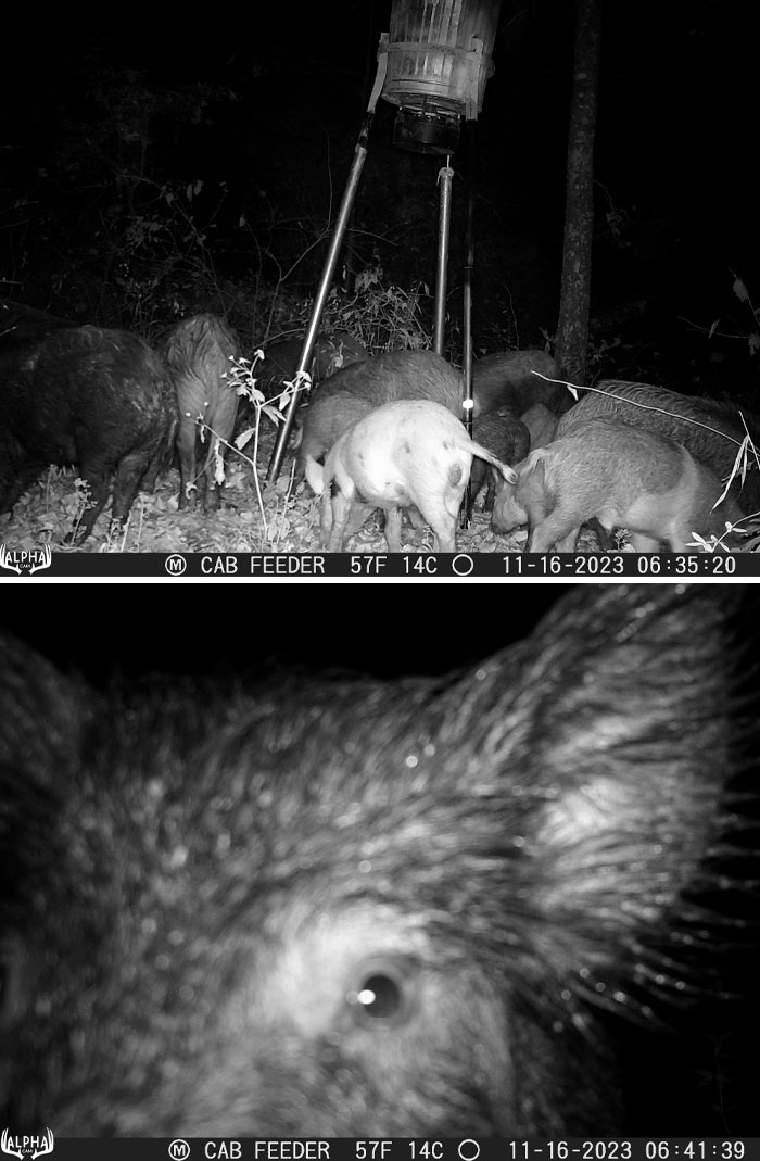 Wild animals captured on night camera, including a group of wild boars and a close-up of a curious wild boar face.