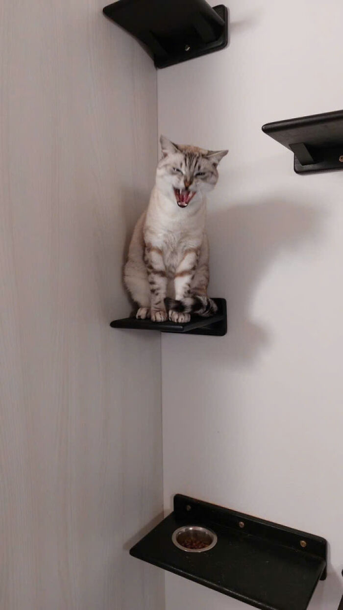 Light-colored cat sitting on a wall-mounted shelf yawning, showcasing adorable cats in a cozy indoor setting.