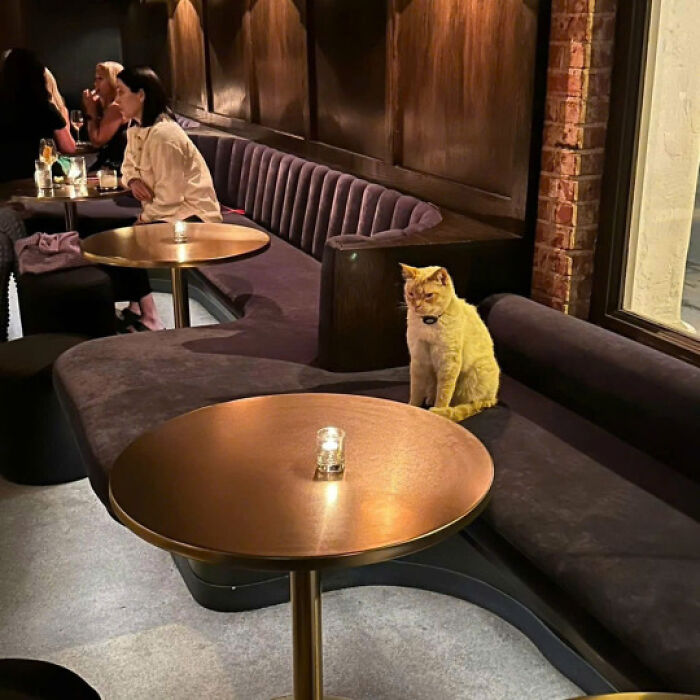 Adorable cat sitting alone on a dark velvet bench in a cozy dimly lit café with wooden tables nearby.