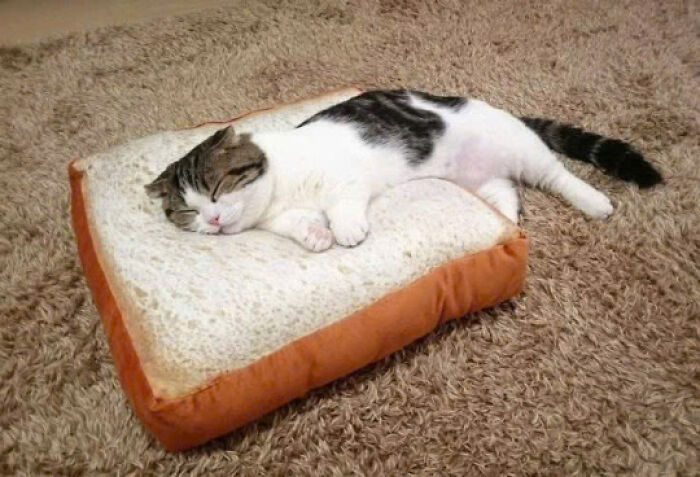 Sleeping cat resting on a bread-shaped pillow, showcasing one of the most adorable cats in a cozy home setting.
