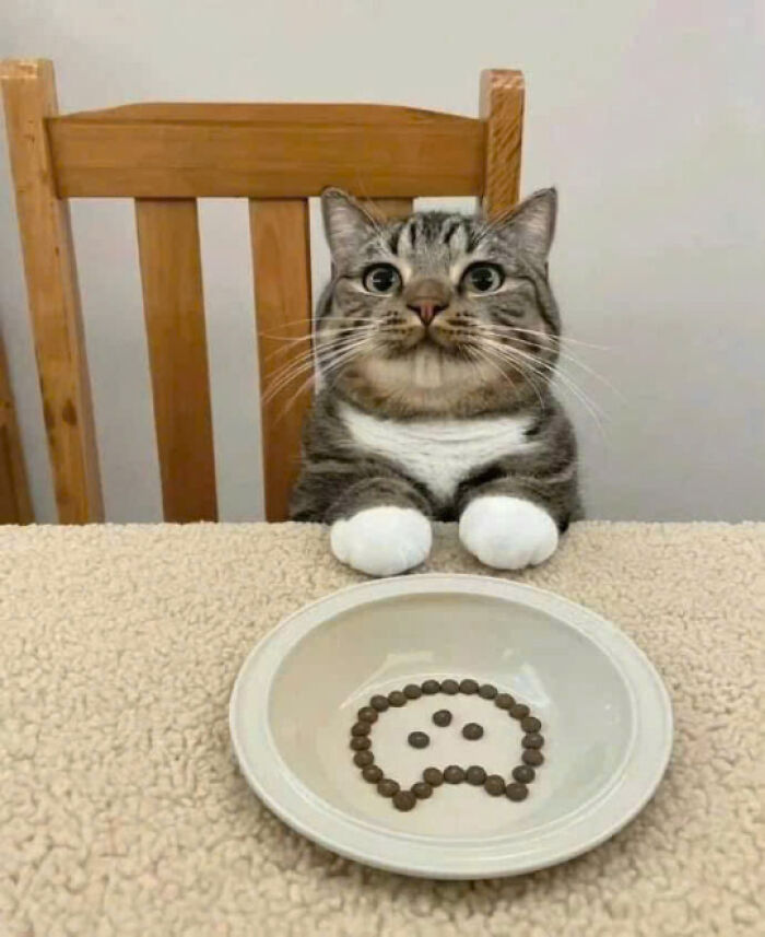 Adorable cat sitting at a table with a plate showing a sad face made of cat food pellets.