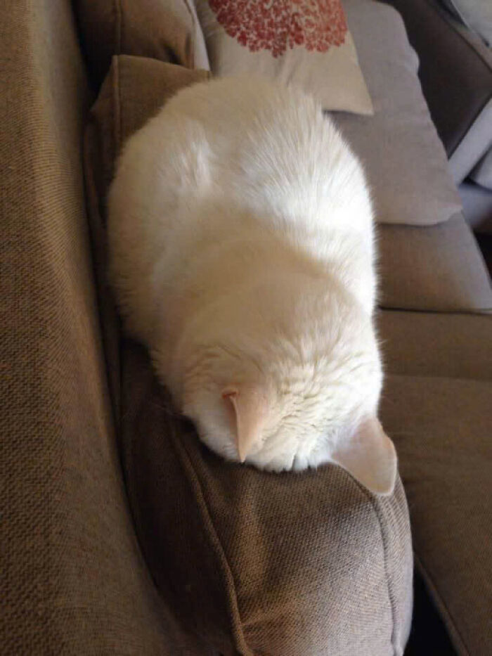 White cat curled up and sleeping on the armrest of a brown couch in a cozy home setting, adorable cat moment.