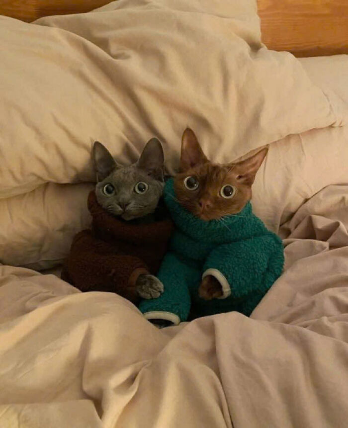 Two adorable cats in cozy sweaters sitting side by side on a bed, showcasing cute and lovable cats.