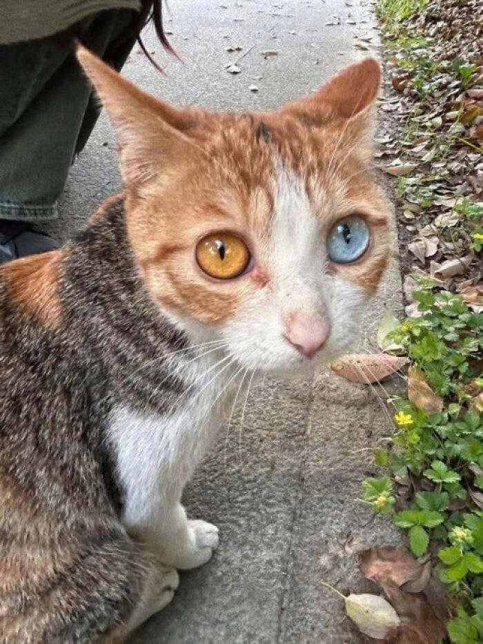 Close-up of an adorable cat with heterochromatic eyes sitting outdoors near grass and fallen leaves.