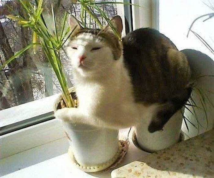 Cat blending with a plant pot on a sunny windowsill, showing an adorable pose among green leaves and sunlight.