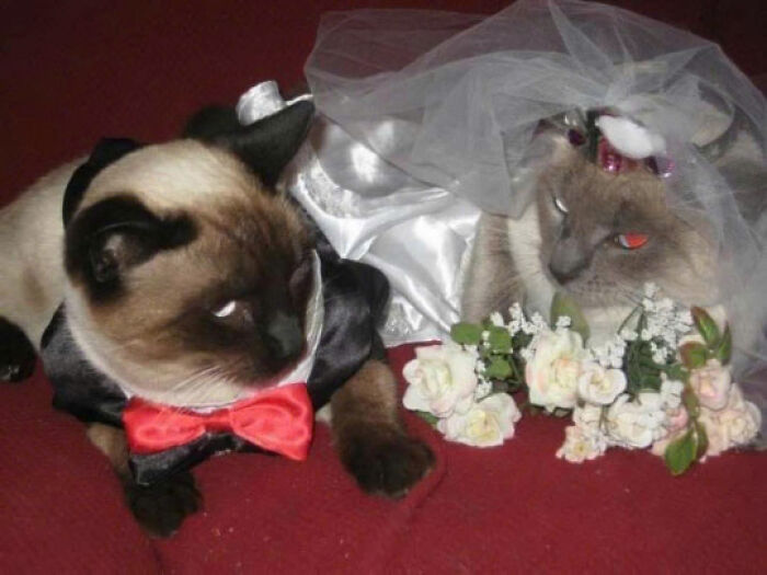 Two adorable cats dressed as bride and groom, with tuxedo and veil, surrounded by white flowers on a red surface.