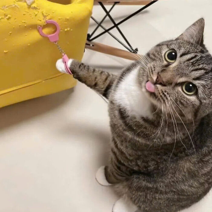 Tabby cat with white paws playfully holding a pink toy handcuff, showing an adorable expression with its tongue out.