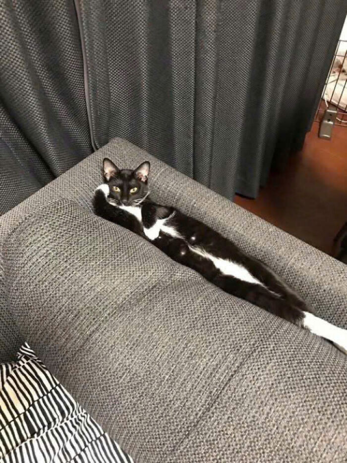 Black and white cat stretched out comfortably on the back of a gray textured couch, showcasing adorable feline charm.