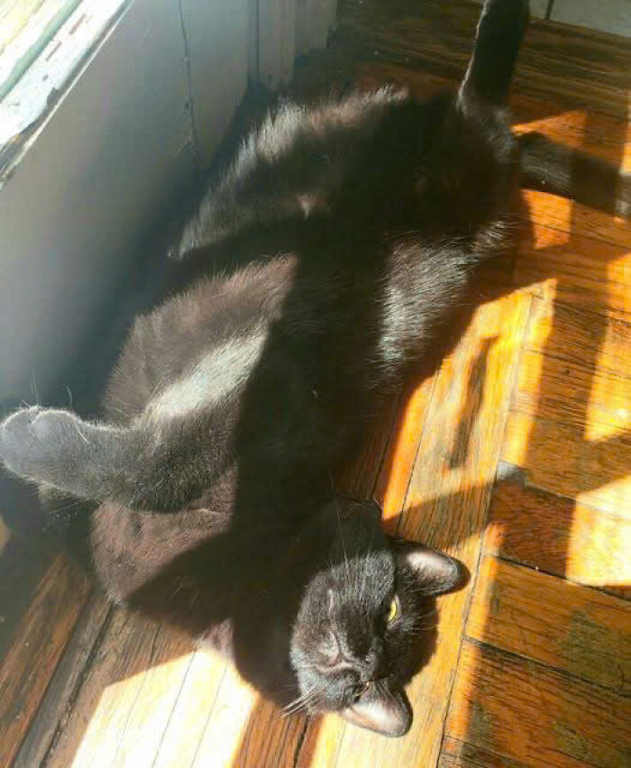 Black cat lounging in sunlight on wooden floor, showcasing adorable and charming feline features for cat lovers.