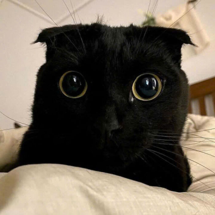 Close-up of an adorable black cat with wide eyes lying on a bed, showcasing one of the cutest cat photos.