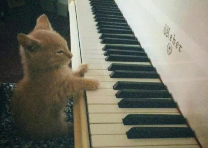 Adorable kitten playing piano keys, a charming moment from a collection of cats so adorable they are national treasures.