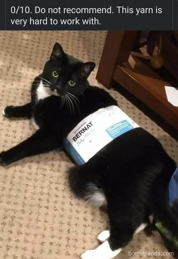 Black and white cat tangled with yarn, humorously captioned in an adorable animal meme fighting boredom.