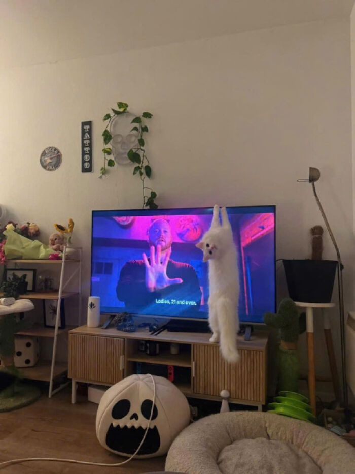 Fluffy white cat hanging from a TV screen in a living room, showcasing adorable cat moments for cat lovers.