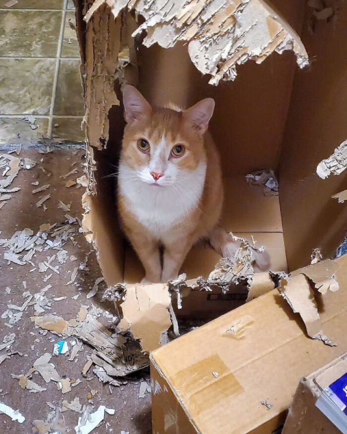 Adorable orange and white cat sitting inside a torn cardboard box, surrounded by shredded pieces, showcasing cute cat charm.